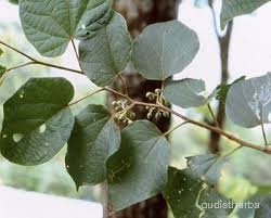 Alangium begoniaefolium leaf6.jpg